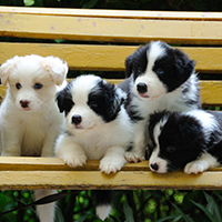 边境牧羊犬的颜色