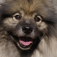 荷兰毛狮犬的鼻子