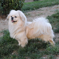 西藏猎犬的毛发