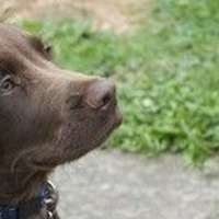 美国水猎犬的鼻子