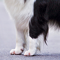 边境牧羊犬的前腿