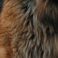 德国牧羊犬的毛发