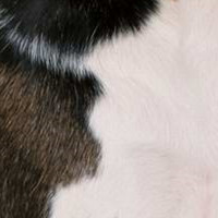 比格猎犬的毛发