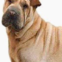 中国沙皮犬的颈部