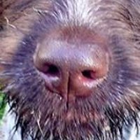 刚毛指示格里芬犬的鼻子