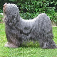 西藏梗的毛发