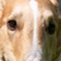 苏俄猎狼犬的眼睛