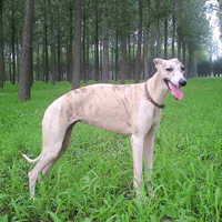 惠比特犬的整体描述