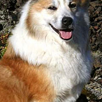 冰岛牧羊犬的颈部