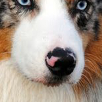 澳大利亚牧羊犬的鼻子