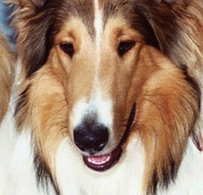 苏格兰牧羊犬的鼻子