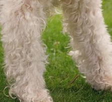 软毛麦色梗的前腿