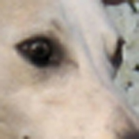 惠比特犬的眼睛