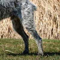 刚毛指示格里芬犬的后腿