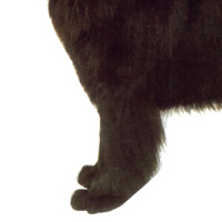 纽芬兰犬的前腿