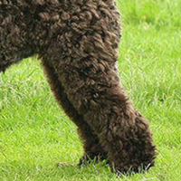 爱尔兰梗的后腿