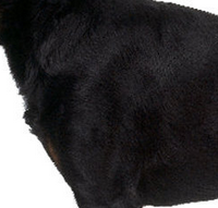 法国狼犬的胸部