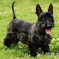 苏格兰梗的整体描述