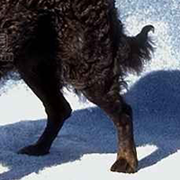 美国水猎犬的后腿