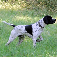 波音达的整体描述