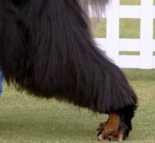 哥顿雪达犬的后腿