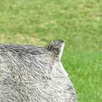 雪纳瑞犬的尾巴