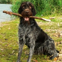 刚毛指示格里芬犬的毛发