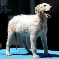 苏俄猎狼犬的整体描述