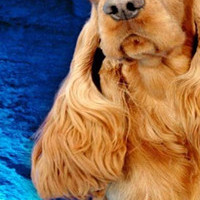 英国可卡犬的耳朵