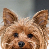 约克夏梗的耳朵