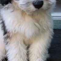 波兰低地牧羊犬的胸部