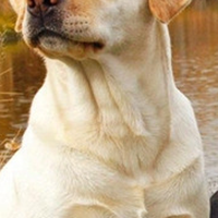 拉布拉多寻回犬的颈部