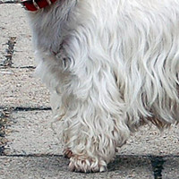 西高地犬的前腿