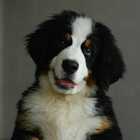 伯恩山犬的颜色