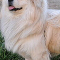 西藏猎犬的颈部