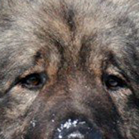 高加索犬的眼睛