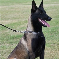 比利时玛利诺犬的毛发