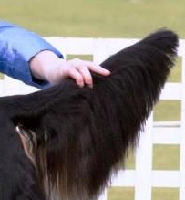 哥顿雪达犬的尾巴