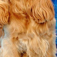 英国可卡犬的胸部