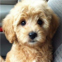 哈瓦那犬的耳朵