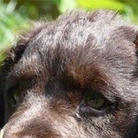 美国水猎犬的眼睛