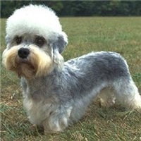 丹迪丁蒙梗的颜色