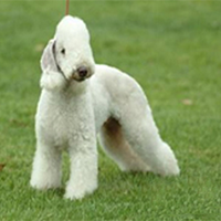 贝灵顿梗的整体描述