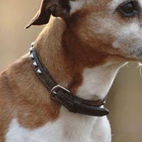 杰克罗素梗的颈部