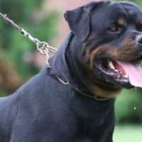 罗威纳犬的颈部