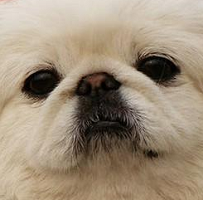 京巴狗的眼睛