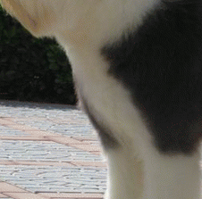 古代英国牧羊犬的胸部