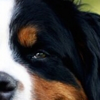 伯恩山犬的眼睛