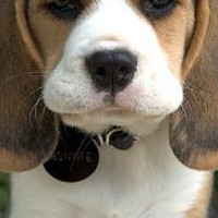 比格猎犬的鼻子