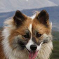 冰岛牧羊犬的头部